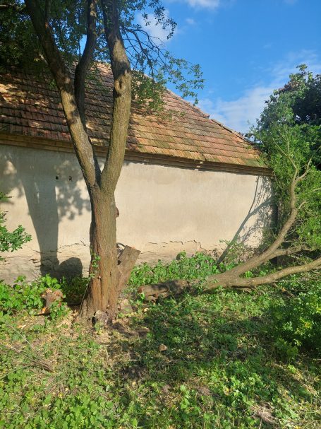 Baumfällung Obstbaum Baumfällung